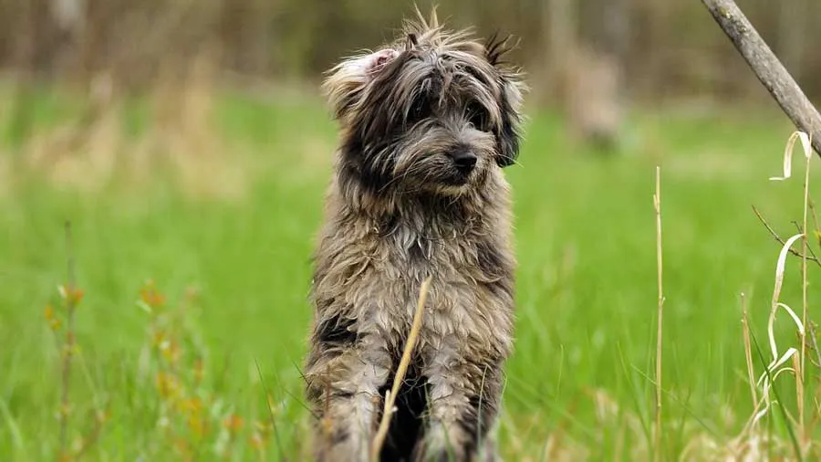 Pyrenean Shepherd